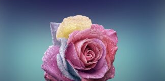 Czym się rożni komórka od telefonu?