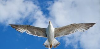 Co zamiast VW Tiguan?