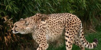 Ile kosztuje Najszybsze BMW?