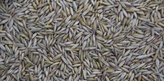 Kto produkuje Dodge?