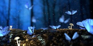 Jak się nazywa drewno na lodzie?