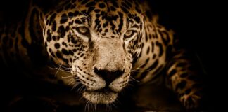Kto wygra jaguar czy lampart?