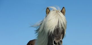 Ile koni można wyciągnąć z 1.8 T?