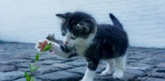 Czy drogie są części do Jaguara?