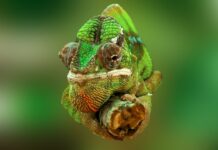 Ile kosztuje prawdziwy kameleon? Ile kosztuje prawdziwy kameleon?