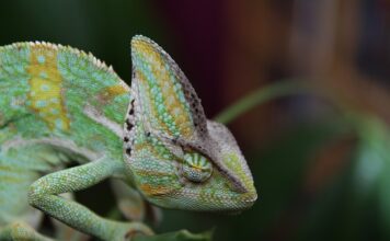 Co oznaczają kolory kameleona?