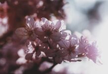 Gdzie produkują Dodge Journey?