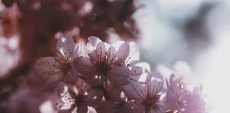 Gdzie produkują Dodge Journey?