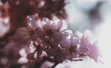 Gdzie produkują Dodge Journey?