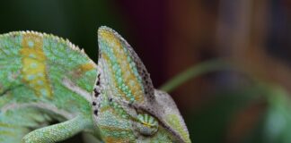 Czy kameleona można brać na ręce?