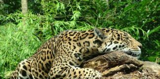 Czy części do Jaguara są drogie?