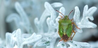 Dlaczego dacie są tanie?