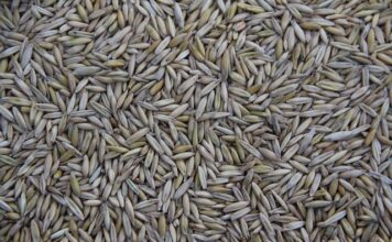 Gdzie jest produkowany T ROC?