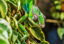 Czy pantera i lampart to to samo?