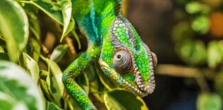 Czy pantera i lampart to to samo?