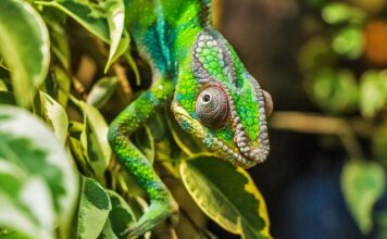 Czy pantera i lampart to to samo?