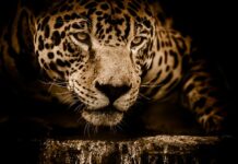 Ile koni ma Jaguar XF?